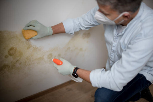 Best White Mold Remediation in Inverness Highlands South, FL