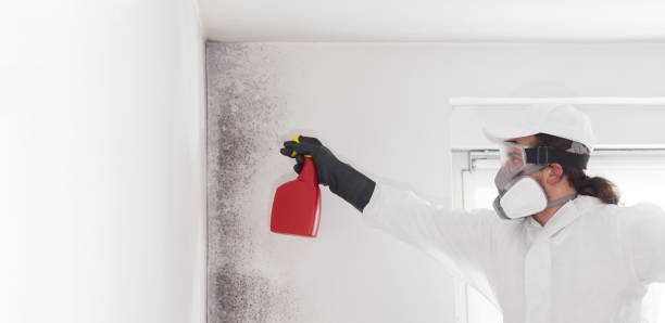Best Emergency Mold Remediation in Inverness Highlands South, FL